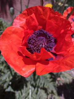 Close-up of a bright red poppy flower with dark purple stamens in a garden setting