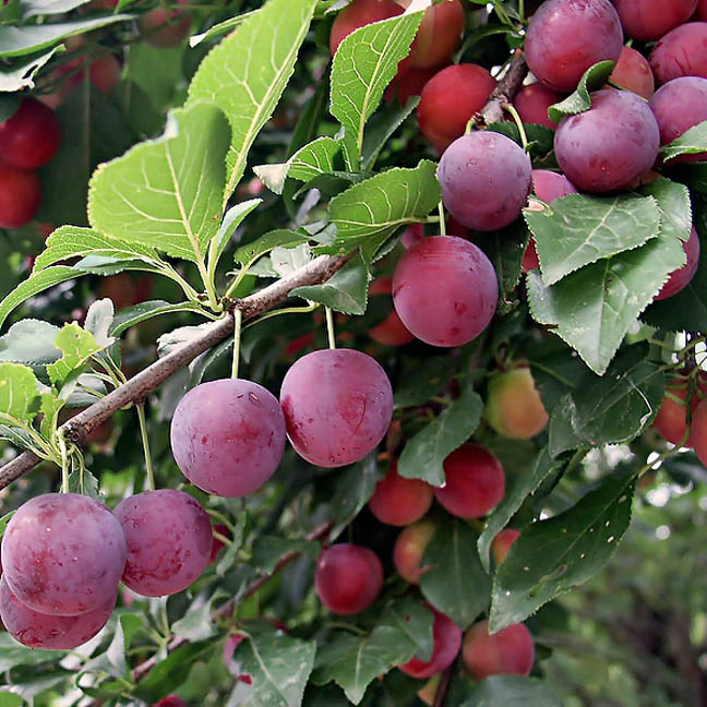 Cluster of ripe purple plums on tree branch with green leaves