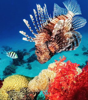 Lionfish with white and brown striped spines swimming above colorful coral reef underwater