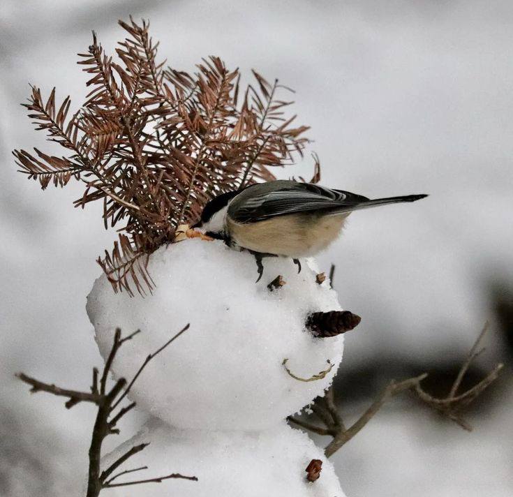 Chickadee bird on snowy branch with dried winter plants
