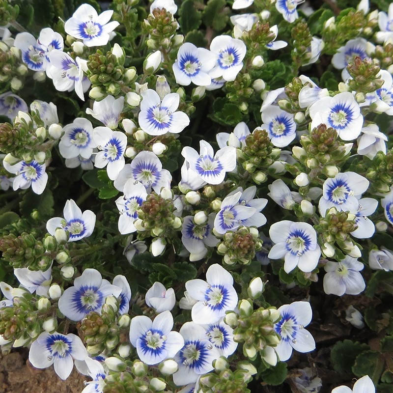 White Veronica speedwell flowers with blue centers clustered among green leaves