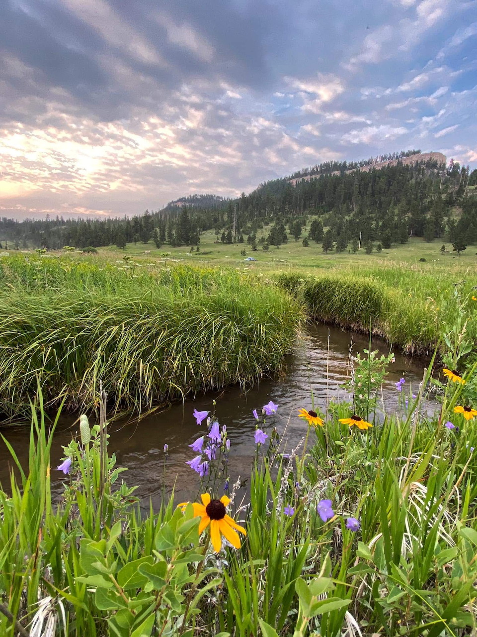 Wetland with wildflowers, pond, and forested hills under cloudy sky