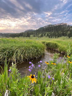 Black Hills Wetland Wildflowers