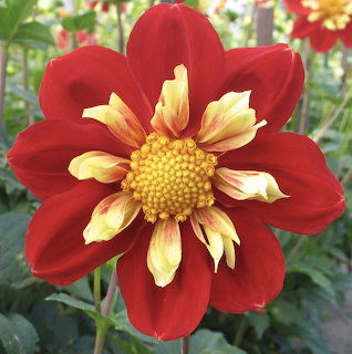 Red and yellow dahlia flower with pointed petals and yellow center in garden setting