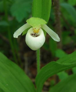 Close-up of a white Cypripedium passerinum orchid surrounded by green leaves