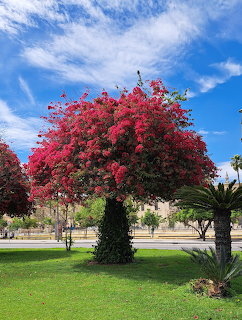 Large red flowering tree in sunny Spanish garden with green lawn and blue sky