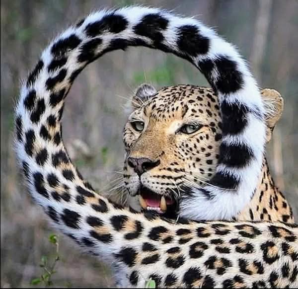 Magnificent Leopard Photograph