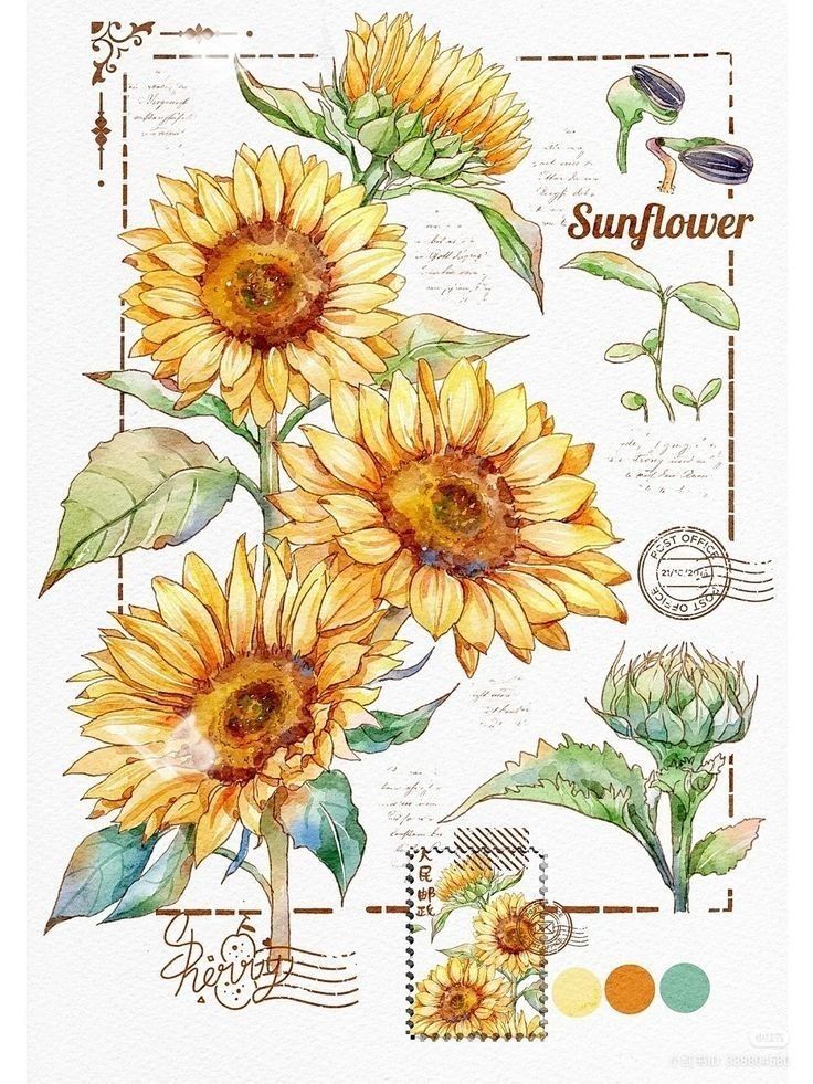 Watercolor botanical illustration of sunflowers with green leaves, color palette swatches, and postage stamp design