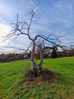 Bare dead tree with twisted branches in green grassy field against blue sky