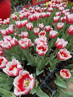 Field of red and white bicolor tulips blooming with green leaves in an outdoor garden