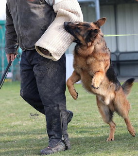 German Shepherd Dog Training
