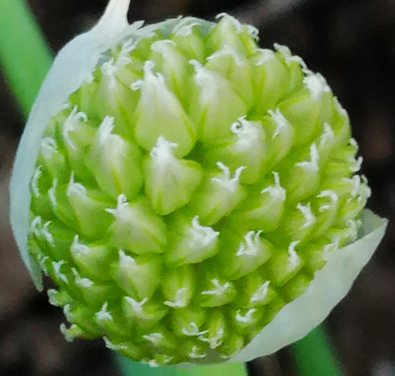 Close-up of a round green and white onion flower bud with layered petals