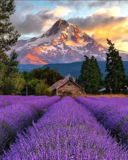Purple lavender field rows leading to a wooden barn with a snow-capped mountain and sunset sky