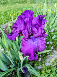 Bearded Iris Swingtown