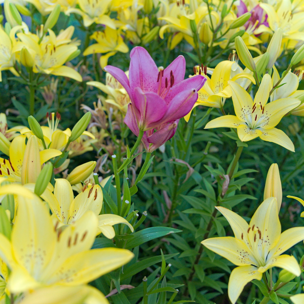 Vibrant yellow lilies with one pink lily blooming among green foliage in a garden