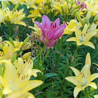 Yellow and Pink Lilies
