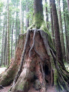Large moss-covered tree stump with exposed roots in a dense evergreen forest with a new tree growing from it