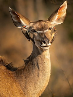Close-up of an antelope facing the camera with oxpecker birds on its head in golden light