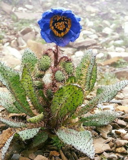 Blue Poppy Cactus Flower