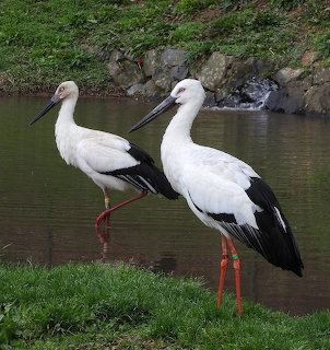 Two white storks standing by a pond with grass and rocks in the background