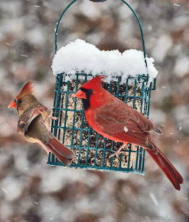 Red male cardinal and brown female cardinal on snowy bird feeder in winter