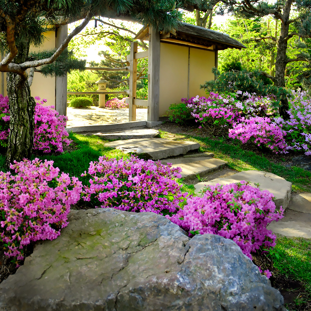 Japanese garden with pink flowering azaleas, stone path, and traditional pavilion surrounded by trees