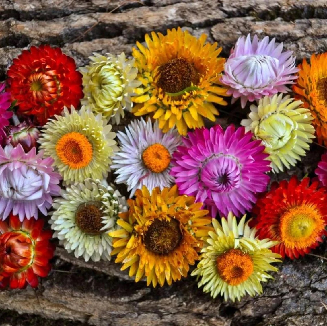 Colorful Straw Flowers