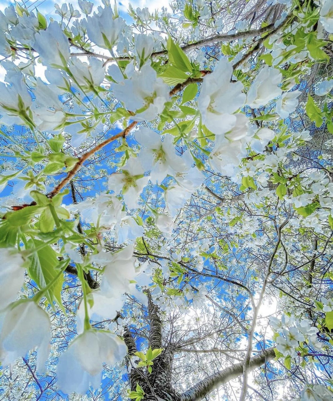 Upward view of white blossoms on tree branches against blue sky with sunlight