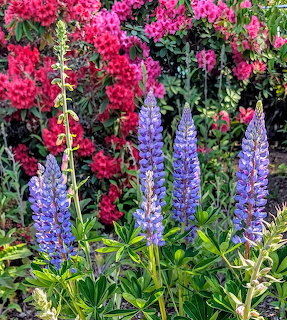 Garden Flowers