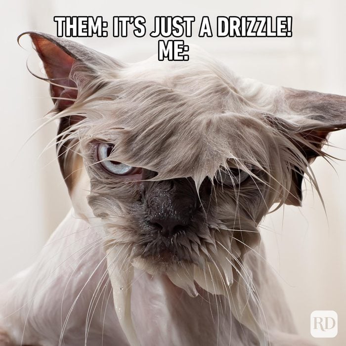 Wet Grumpy Cat