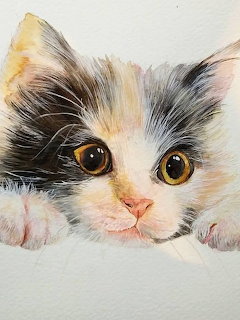 Illustration of a fluffy calico kitten with big eyes peeking over a white edge