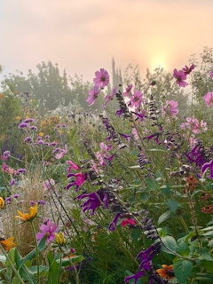 Wildflowers in a naturalistic garden glowing in soft sunrise mist