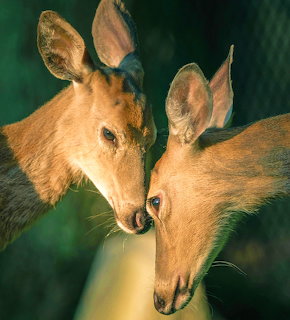 Deer Friends