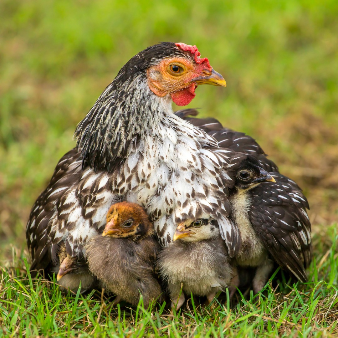 Hen with Chicks