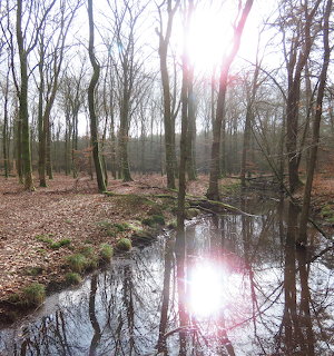 Forest Stream Reflection