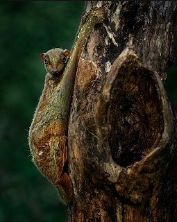 Sunda colugo clinging to a tree trunk with a hollow cavity against a dark green background