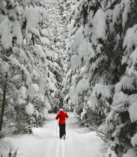 Person Walking in Snowy Forest