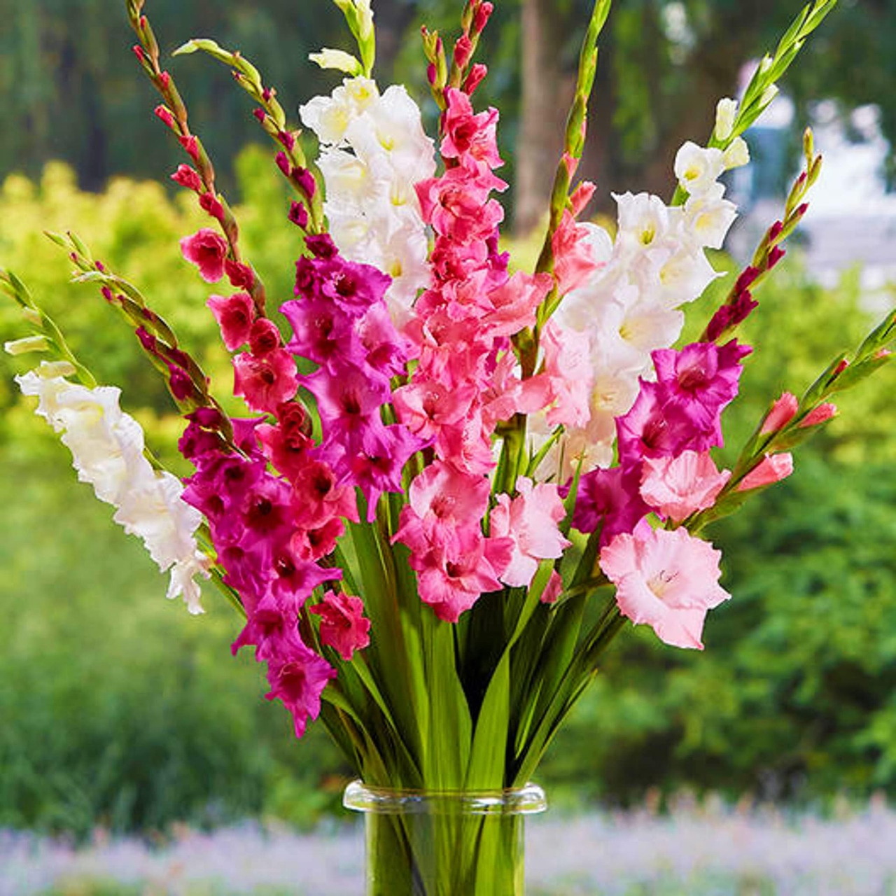 Colorful gladiolus flowers in pink, magenta and white arranged in a clear glass vase