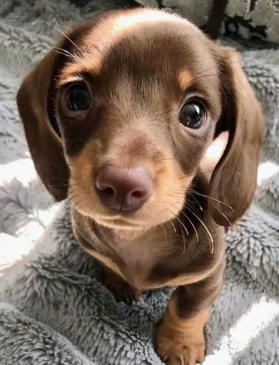 Close-up of a brown dachshund puppy on a fluffy gray blanket