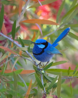 Bright blue Splendid Fairy-wren bird perched on branch with colorful bokeh background