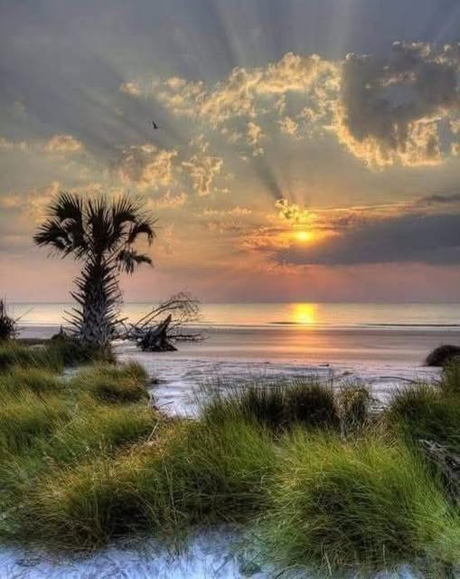 Sunset at Hunting Island South Carolina with palm tree, beach grasses, and sunrays through clouds