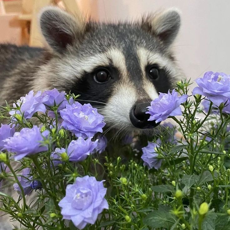 Raccoon and Purple Flowers