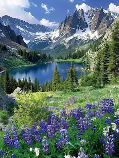 Alpine lake with snow-capped mountains and colorful wildflower meadow in foreground
