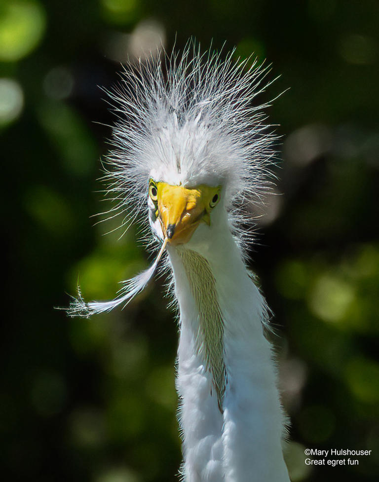 Close-up of a great egret facing the camera with wispy white breeding plumes on its head