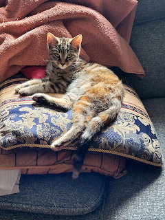 Tabby kitten resting on blue floral cushion with coral blanket