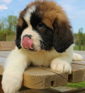 Saint Bernard puppy with brown and white fur sitting on wooden planks outdoors