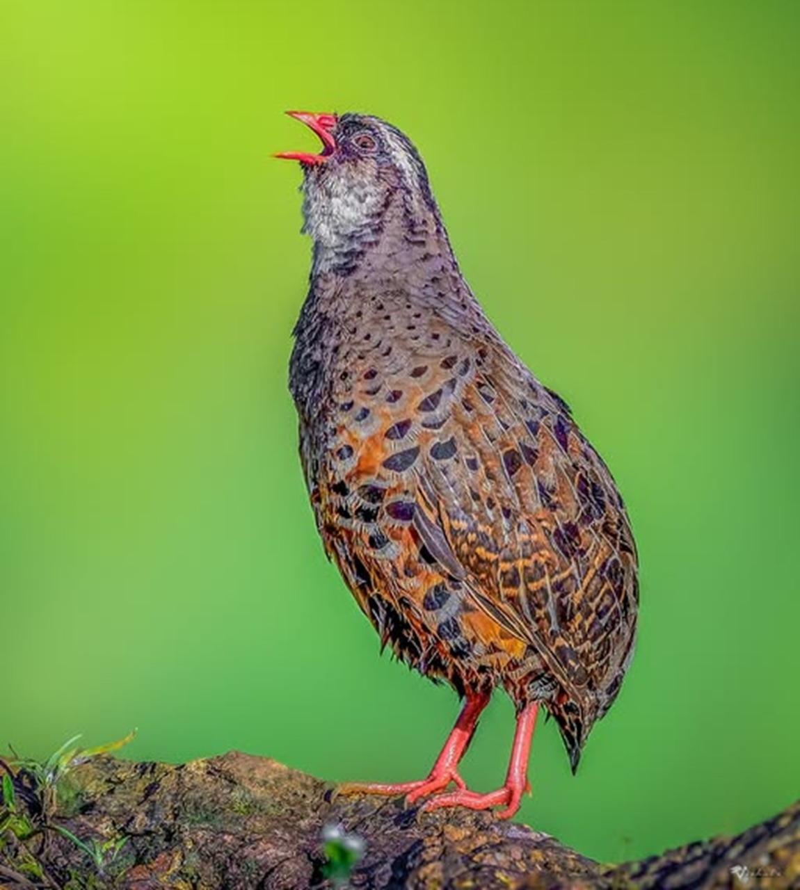 Spurfowl Bird Calling