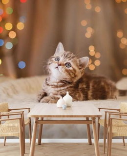 British Kitten Cat Wallpaper