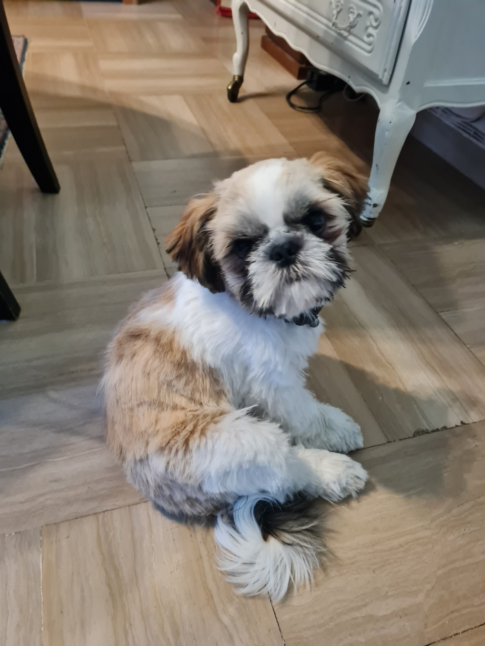 Shih Tzu Puppy Portrait