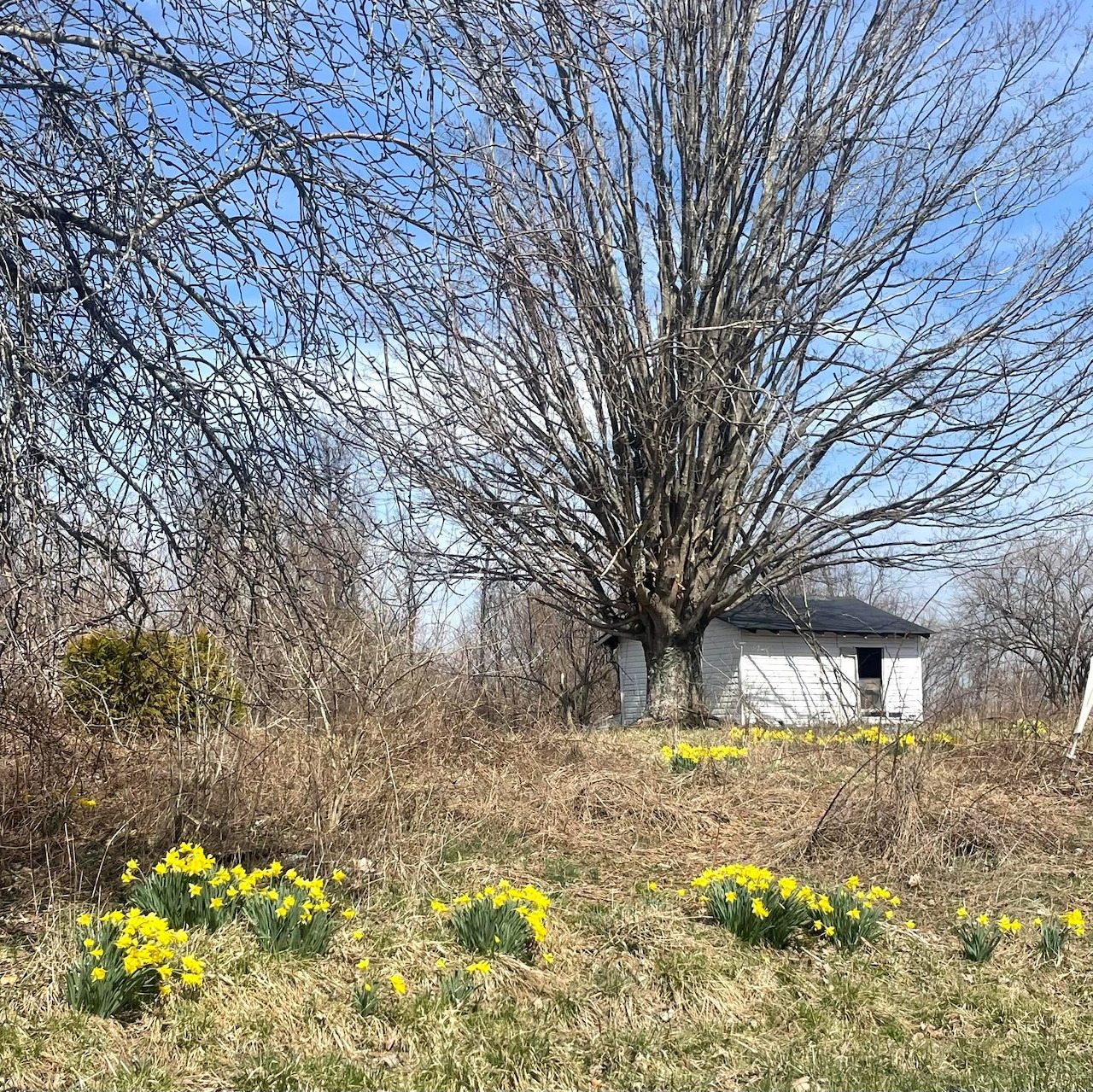 Shed among Trees
